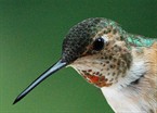 Hummingbird Head Shot