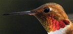 Hummingbird Head Shot