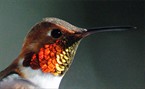 Hummingbird Head Shot