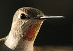 Hummingbird Head Shot