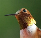 Hummingbird Head Shot