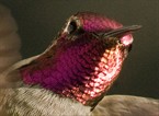 Hummingbird Head Shot