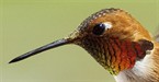 Hummingbird Head Shot