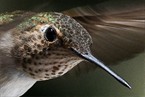 Hummingbird Head Shot