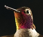 Hummingbird Head Shot