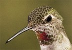 Hummingbird Head Shot