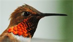 Hummingbird Head Shot