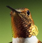 Hummingbird Head Shot