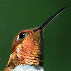 Hummingbird Head Shot