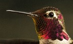 Hummingbird Head Shot