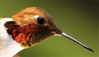 Hummingbird Head Shot