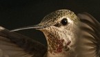 Hummingbird Head Shot