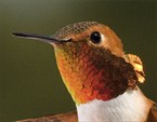 Hummingbird Head Shot