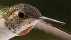 Hummingbird Head Shot